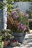 Wooden tub with Aster (Autumn Aster), Miscanthus 'Morning Light' (Chinese reed)