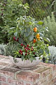 Bowl with hot peppers, ornamental peppers and sweet peppers (Capsicum), thyme