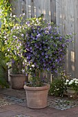 Solanum rantonnetii syn. Lycianthes (gentian tree) in a terracotta pot