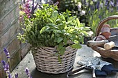 Planting herb basket 4/4