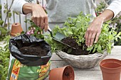 Sage - planting a basket (3/5)