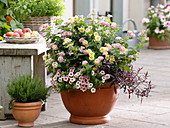 Lantana camara 'Fabiola' (lantana), Mukunu-Wenna