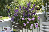 Basket box planted with Angelonia Angel Face 'Blue Improved' (Angel Face)