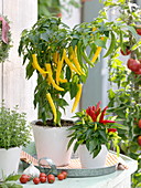 Paprika 'Pinokkio F1' and ornamental paprika (Capsicum), thyme