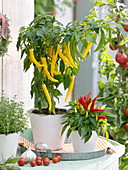 Paprika 'Pinokkio f1' und Zierpaprika (Capsicum), Thymian