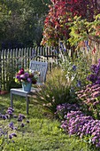 Herbstbeet mit Aster dumosus (Kissenastern)