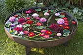 Fire bowl filled with water: flowers of zinnia (zinnias) and dahlia