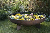 Fire bowl filled with water: flowers of Helianthus (sunflowers)