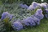 Aster sedifolius (Ödlandaster), Nepeta (Katzenminze) und Geranium