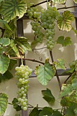 Vitis 'Palatina' (Vine), new fungus-tolerant table grape on trellis