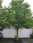 Cercidiphyllum (Cake tree, Judas leaf tree) in front of double garage