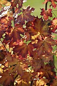 Buntes Herbstlaub von Acer platanoides (Spitzahorn)