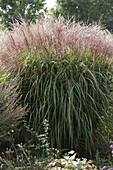 Miscanthus sinensis 'Little Silver Spider' (Chinese reed)