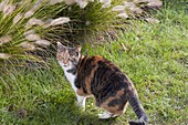 Cat Minka in front of a bed with Pennisetum (feather bristle grass)