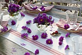 Autumn table decoration with small bouquets of Aster (autumn asters)