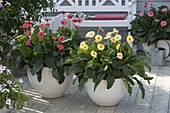 Gerbera Everlast 'Ruby' red, 'Honey' yellow, 'Rose' in the background, white bench