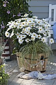 Leucanthemum x superbum 'Daisy May' (Daisies)