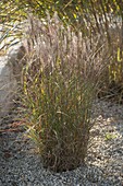 Miscanthus sinensis (Chinaschilf) im Kiesbeet