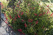 Pineapple sage (Salvia rutilans)