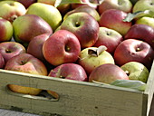 Wooden tray with freshly picked apples (Malus)