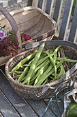 Basket of freshly picked runner beans (Phaseolus)