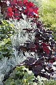 Contrast bed with silver-grey and red plants