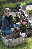 Woman puts tubers of Dahlia (dahlia) in wooden box