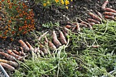 Frisch geerntete Karotten, Möhren (Daucus carota) im Beet