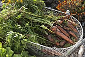 Freshly harvested carrots, carrots (Daucus carota) in wire basket