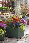 Autumn-planted tub-Physalis, Gentiana scabra