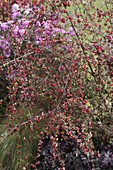 Cotoneaster dielsianus (grey medlar) with red berries