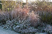 Beet mit Miscanthus (Chinaschilf), Polygonum (Knöterich) und Prunella