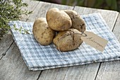 Kartoffel - Sorte 'Ackersegen' (Solanum tuberosum) mit Etikett