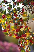 Cotoneaster dielsianus (Graue Strauchmispel) mit roten Beeren
