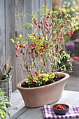 Lycium barbarum (goji berry, wolfberry) in terracotta jardiniere