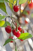 Lycium barbarum (goji berry, wolfberry)