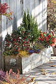 Large wooden box with Ilex 'Blue Princess' with red berry