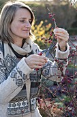 Woman pruning branches of Cotoneaster (dwarf medlar) with red berries