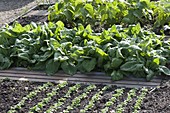 Spinach 'Madator' (Spinacia oleracea) in vegetable bed