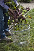 Woman puts freshly harvested beetroot (Beta vulgaris) in wire basket