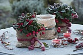 Gaultheria procumbens (false berries) in pots with burlap ribbon