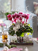 Cyclamen (cyclamen) decorated for Christmas with white balls
