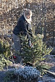 Frau zerschneidet Weihnachtsbaum und benutzt die Zweige als Winterschutz