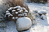 Sedum telephium (stonecrop) with snow, natural stones at the edge of the bed