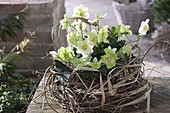 Helleborus niger (Christmas rose) in a wreath of twigs and grasses