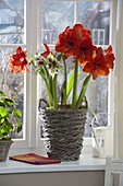 Hippeastrum 'Royal Red' Papilio Butterfly '(Amaryllis)