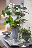 Stephanotis floribunda (wreath loop) and Ficus pumila 'Sunny'.