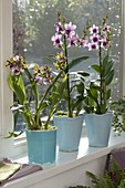 Orchideen auf Fensterbank