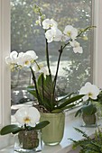 Phalaenopsis 'Aphrodite' 'Singolo' (Butterfly orchids, Malay flowers)