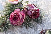 Geforene Blüten von Rosa (Rosen) mit Pinus (Kiefer) und Abies (Tanne)